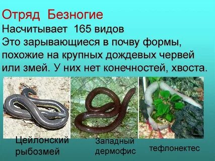 Представитель безногих