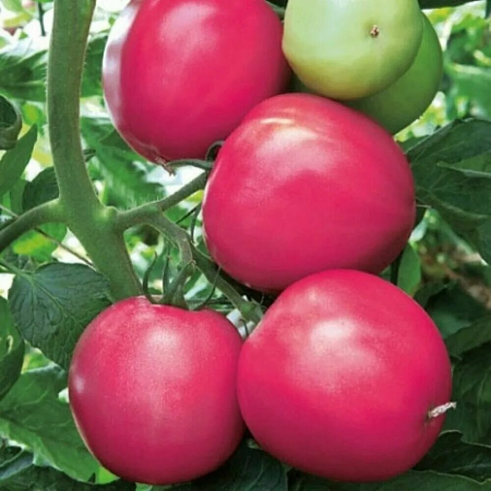 Помидоры калинка-малинка описание. Томат калинка малинка семена. Томат малинка розовый. Сорт томата калинка малинка. Сорт томата калинка малинка.