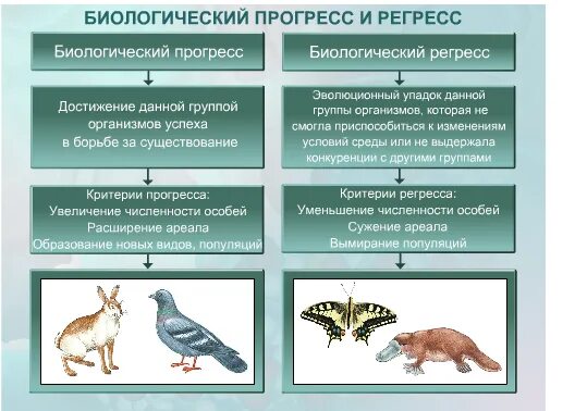 Характерные признаки биологического прогресса. Основные направления эволюции регресс. Биологический Прогресс и регресс. Направления эволюции биологический Прогресс и регресс. Биологический регресс путь эволюции.