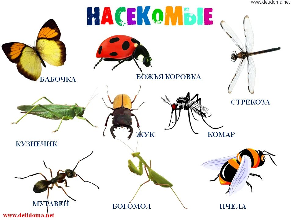 Неделя насекомые средняя группа. Названия насекомых для дошкольников. Насекомые для ДОШКОЛЬНИКЛ. Насекомые картинки для детей. Изображение насекомых для детей.