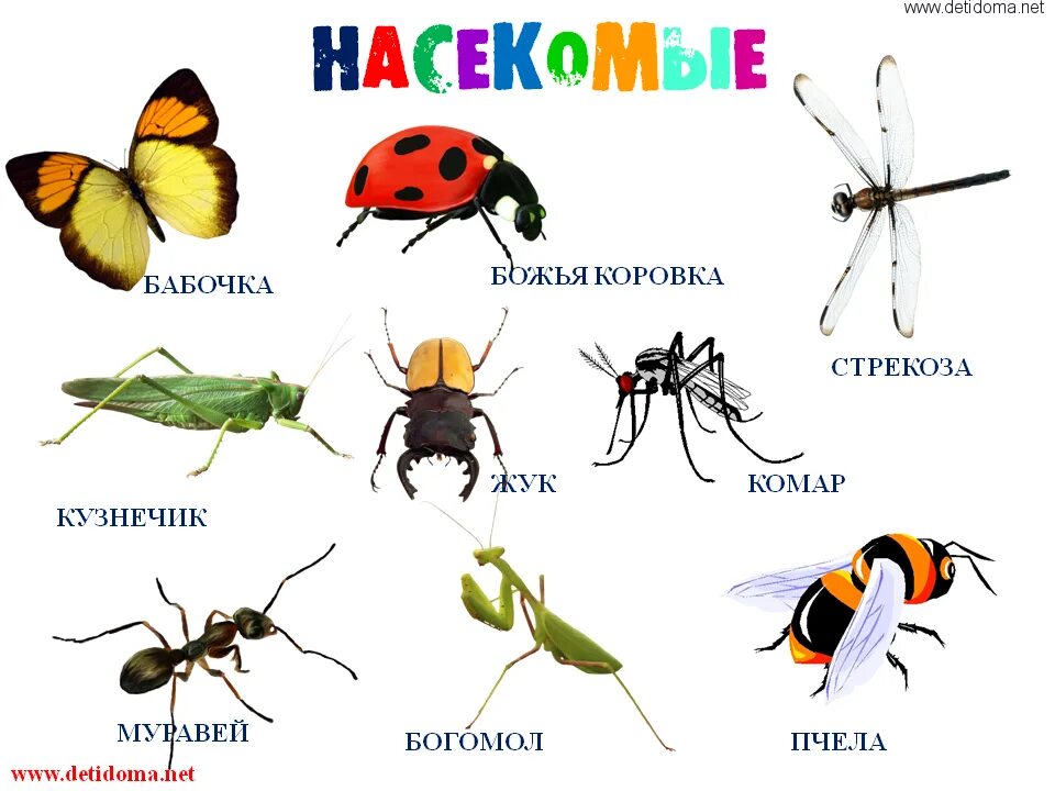 Тема насекомые в 1 младшей группе. Названия насекомых для дошкольников. Насекомые для ДОШКОЛЬНИКЛ. Насекомые картинки для детей. Изображение насекомых для детей.