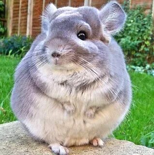 Chinchilla