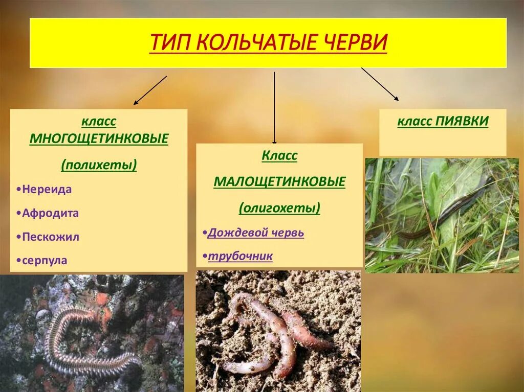 К типу кольчатых червей относится. Кольчатые черви системы органов 7 класс. Половая система кольчатых червей 7 класс. Т кольчатые черви черви систематика. Кольчатые черви дождевой червь размножение.