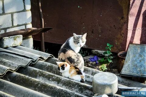 Куда пристроить бездомных котят