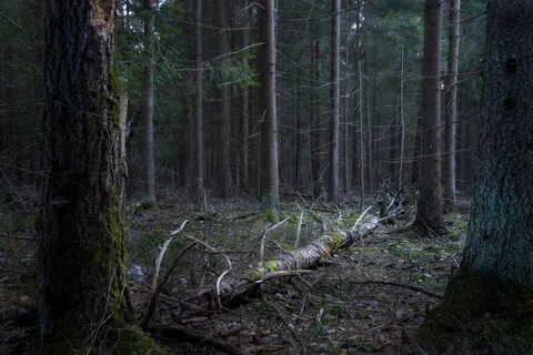 Вблизи виднелся лес