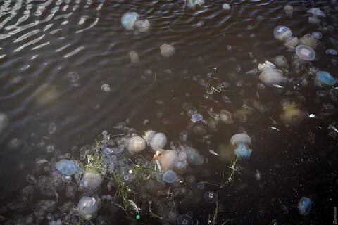 Медузы в реке есть