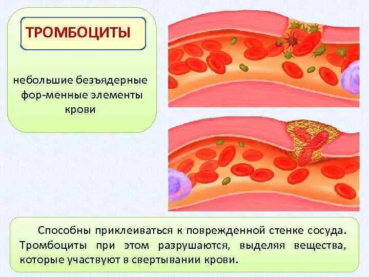 Участие тромбоцитов в свертывании крови. Тромбоциты схема свертывания крови. Тромбоциты свертывание крови. Тромбоциты этапы свертывания крови.