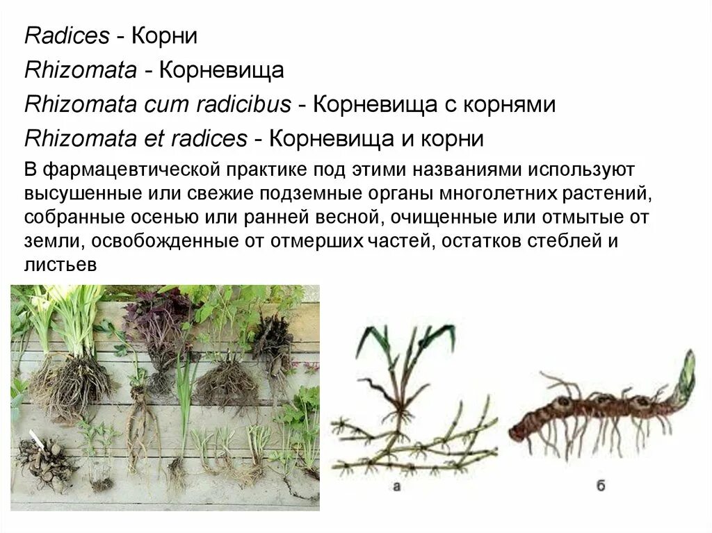 Отличить корень. Корень и корневище. Корневище от корня. Корневище и корень различия. Корень и корневище разница.