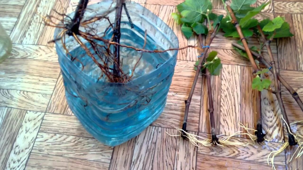 Черенки в банке с водой. Черенки винограда. Укоренение винограда. Саженцы винограда. Саженец в бутылке.