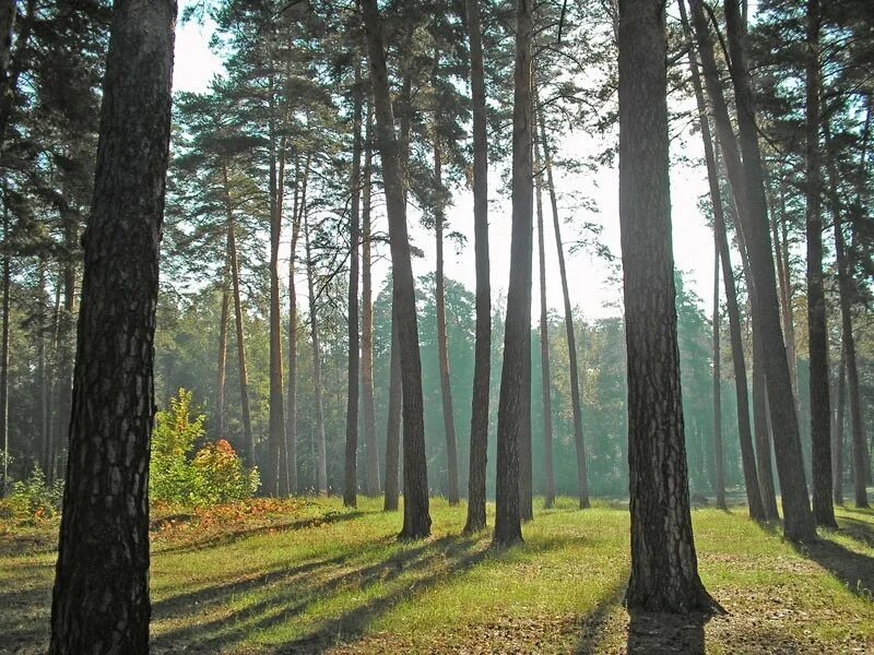 Сосновые леса в луге. Шалово Луга Сосновый лес, Бор. Сосновый лес Ярославская область. Сосновый Бор Пушкино. Поселок Сосновый Бор Поляны.