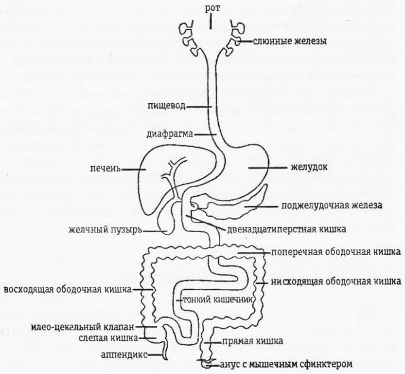 Схема пищеварительного тракта человека схема. Схема пищеварительного канала анатомия. Желудочно-кишечный тракт схема рисунок. Пищеварительный тракт человека схема. Пищевод желудок железы желудка