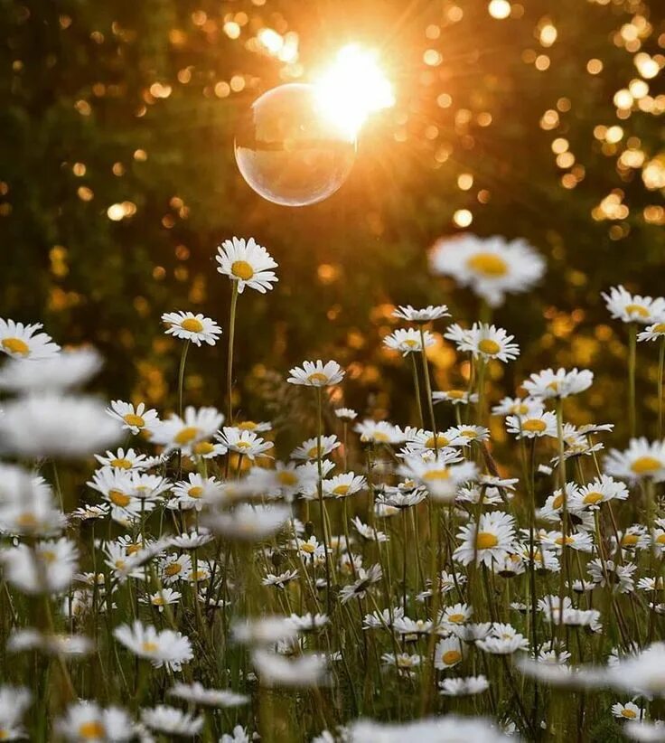 Под солнцем утра. Под солнцем утра. Первые лучи солнца на рассвете. Август рассвет. Под солнцем утра.
