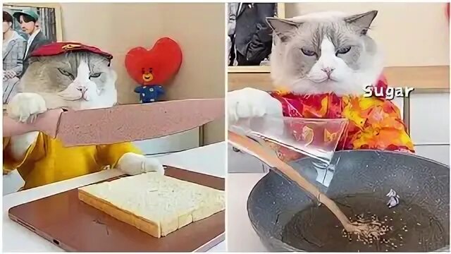 Cat cook. Кулинария для кошек. Кэт повар. Котопеченька. Cat is Cooking.