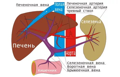 Какая вена в печени. Кровоснабжение печени анатомия воротная Вена. Венозный кровоток печеночная Вена. Печеночная артерия и воротная Вена. Кровоснабжение печени портальная Вена.