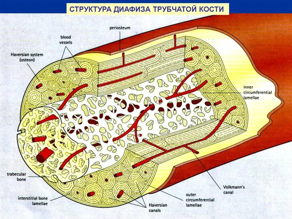 Трубчатая костная ткань. Строение кости диафиз гистология. Строение диафиза трубчатой кости гистология. Строение диафиза трубчатой кости гистология препарат. Минерализация кости гистология.