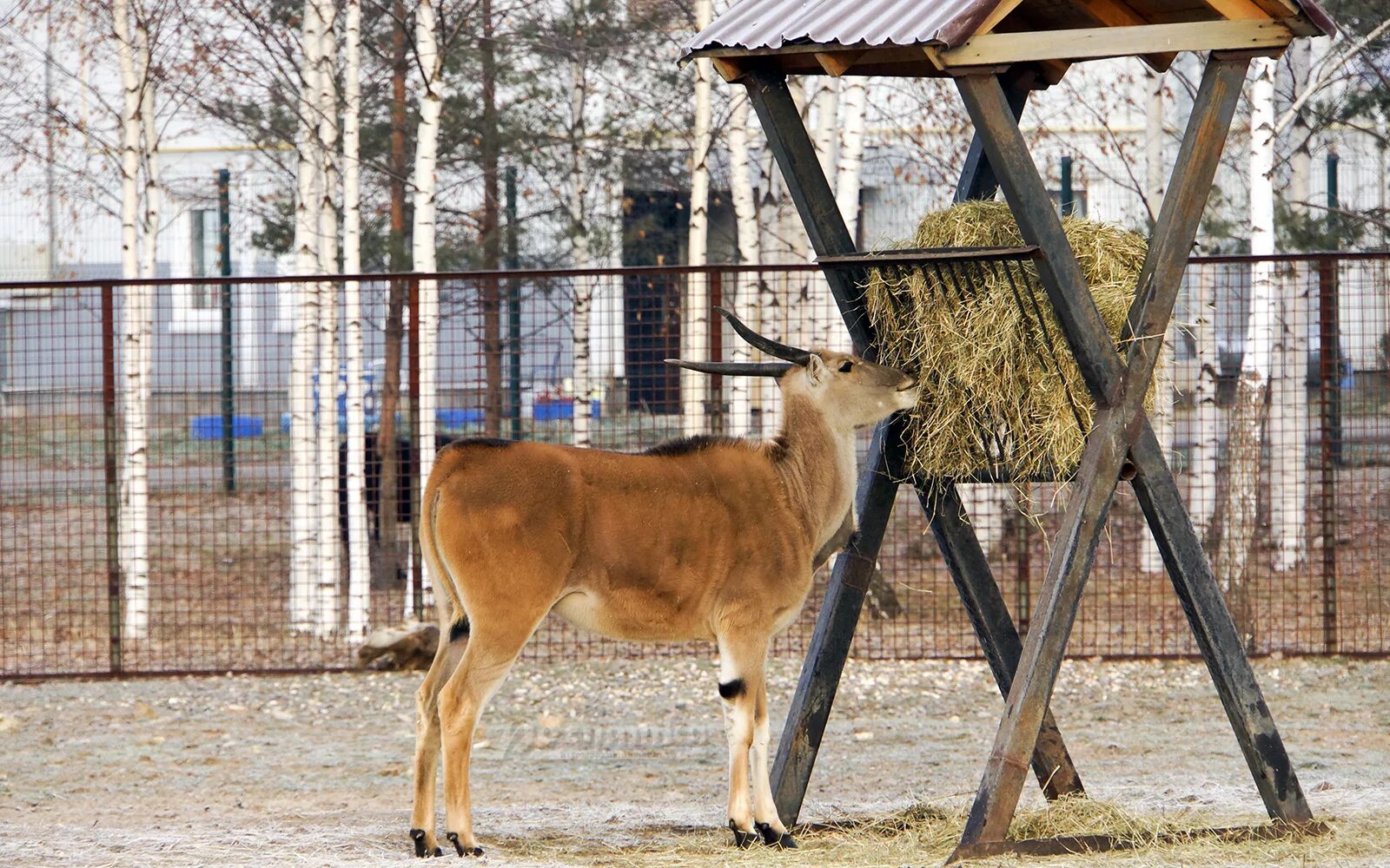 Сайт ярославского зоопарка. Ярославский зоопарк Ярославль. Ярославский зоопарк территория. Ярославский зоопарк достопримечательности Ярославля. Ярославский зоопарк парк копытных.