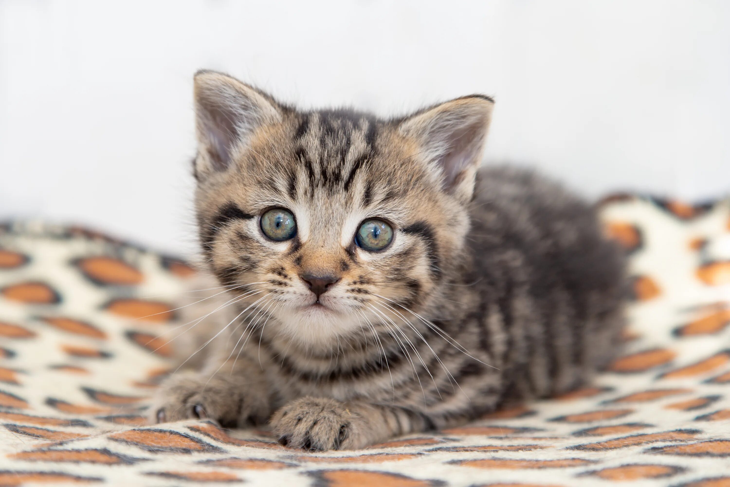 Табби кошка. Полосатый котенок. Серо полосатый котенок. Серенький полосатый котенок. Кличка полосатому