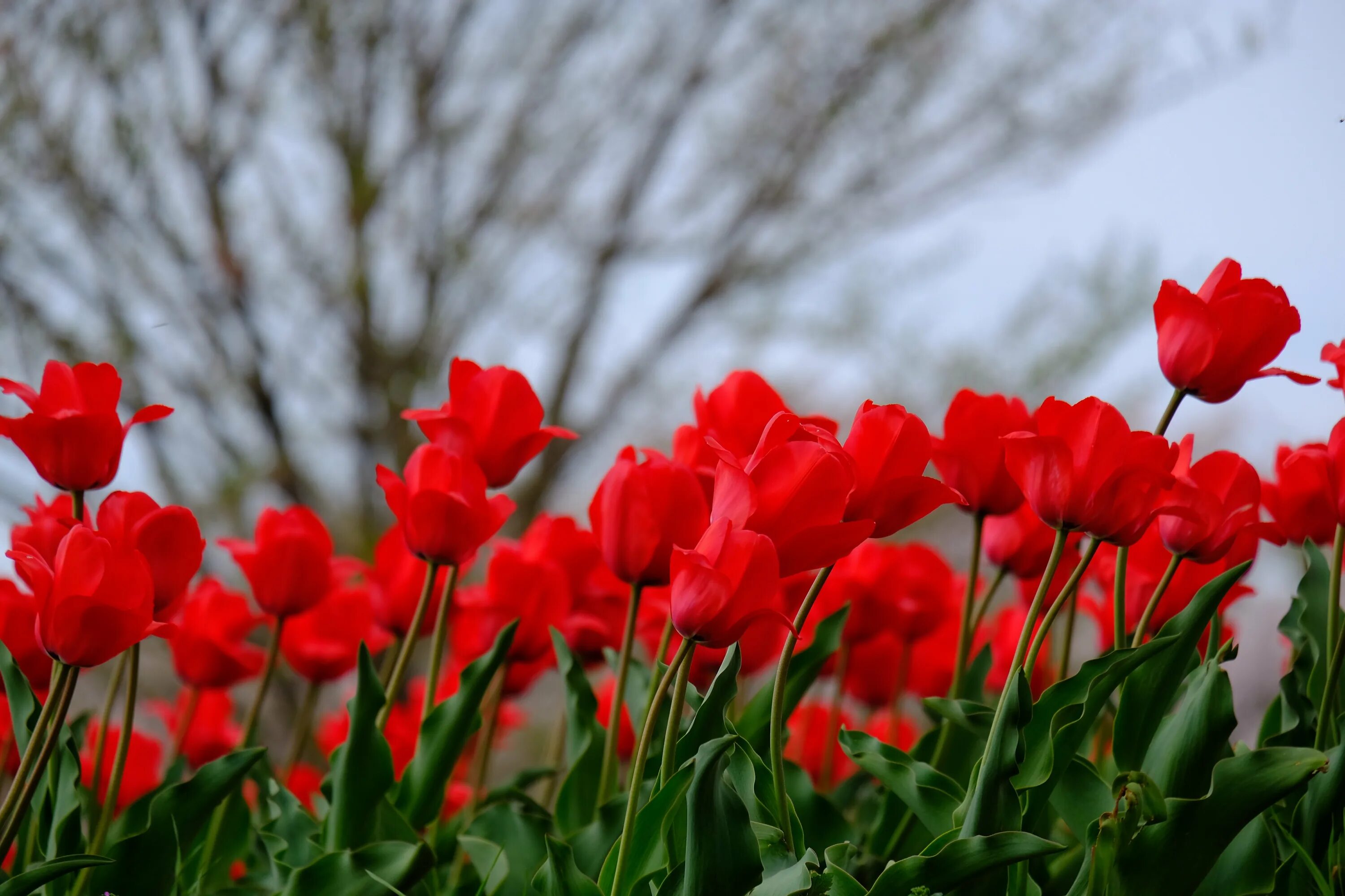 Красные тюльпаны. Тюльпаны фото. Красные тюльпаны цветущие.
