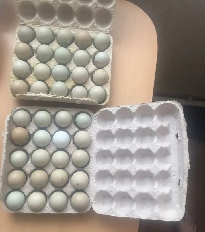 Объявление о продаже инкубационные яйца.
