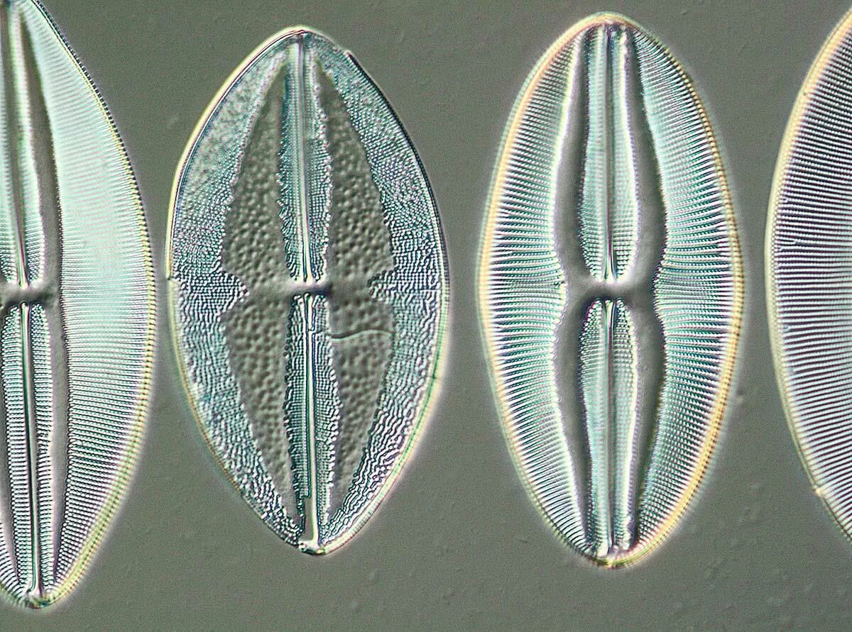 Панцирь диатомовых водорослей. Bacillariophyta диатомовые водоросли. Пеннатные диатомовые. Диатомовые одноклеточные водоросли.