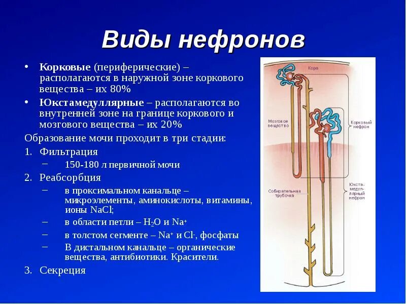 В каком слое находится нефрон. Типы нефронов в почке анатомия. Нефрон строение и функции. Нефрон строение типы нефронов. Особенности юкстамедуллярных нефронов.