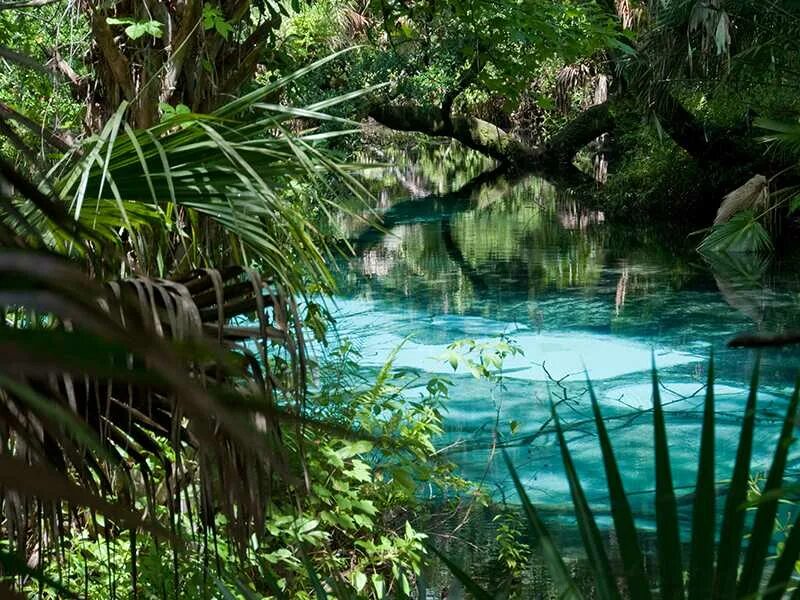 Тропическая Лагуна Майкоп. Водоем в тропиках. Озеро в тропическом лесу. Озеро в джунглях.