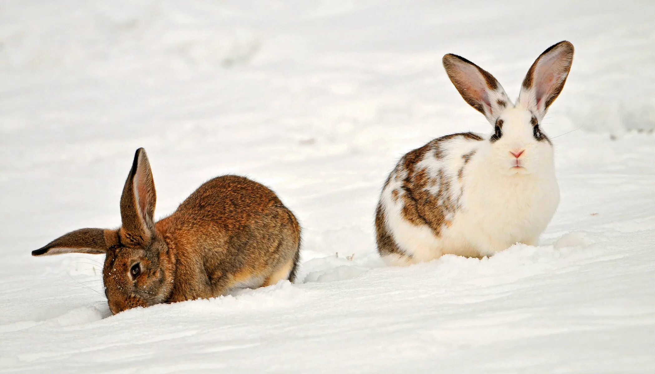 Заяц Беляк. Кролик зимой. Кролик в снегу. Зимние звери.