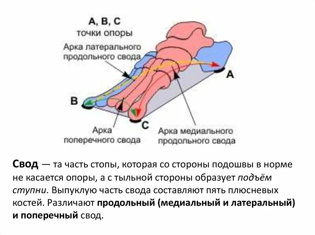 Продольный поперечный свод. Латеральный продольный свод стопы. Поперечный свод стопы кости. Продольный свод стопы и поперечный свод стопы. Внутренний продольный свод стопы.