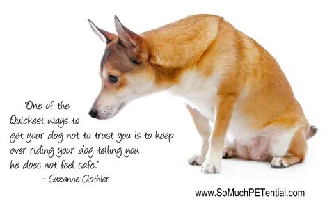 Dog training quotes