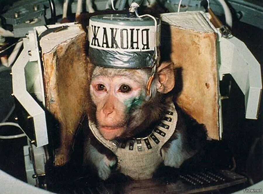 Первая обезьяна полетевшая в космос. Обезьяны космонавты СССР. Обезьяна космонавт. Обезьяны в космосе. Шимпанзе космонавт.