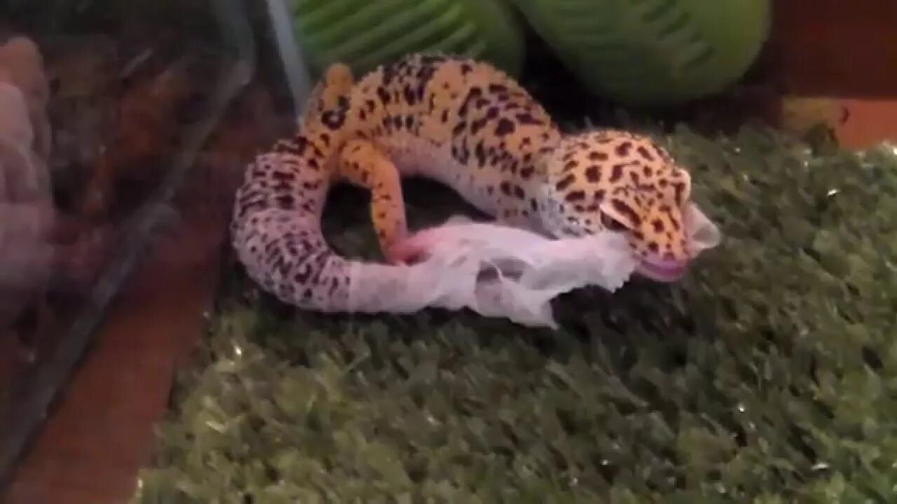 Пятнистый леопардовый эублефар. Лапы геккона. Пятнистый эублефар. Ящерица пятнистый эублефар. Эублефар линяет.