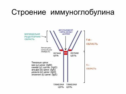 Легкая цепь иммуноглобулина лямбда