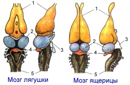 Мозг амфибий и рептилий. Строение головного мозга лягушки сбоку. Головной мозг амфибии (лягушки. Строение головного мозга ящерицы. Строение головного мозга пресмыкающиеся.