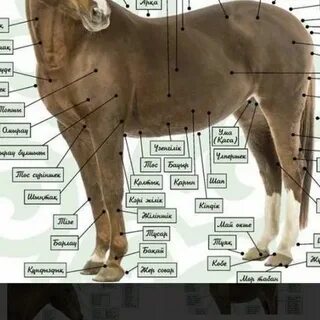 Тегін порно әңгімелер