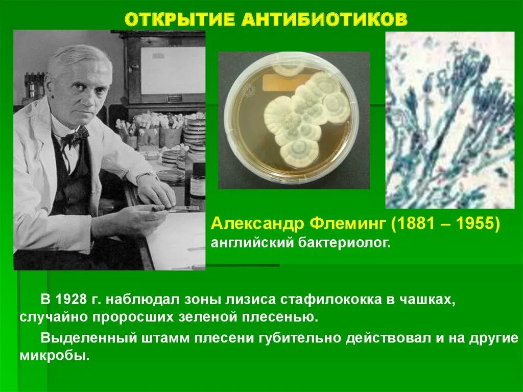 1928 пенициллин. Флеминг пенициллин открытие. Изобретение антибиотиков Флеминг.