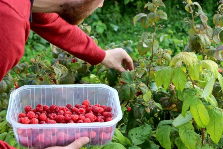 Малина как получить хороший урожай
