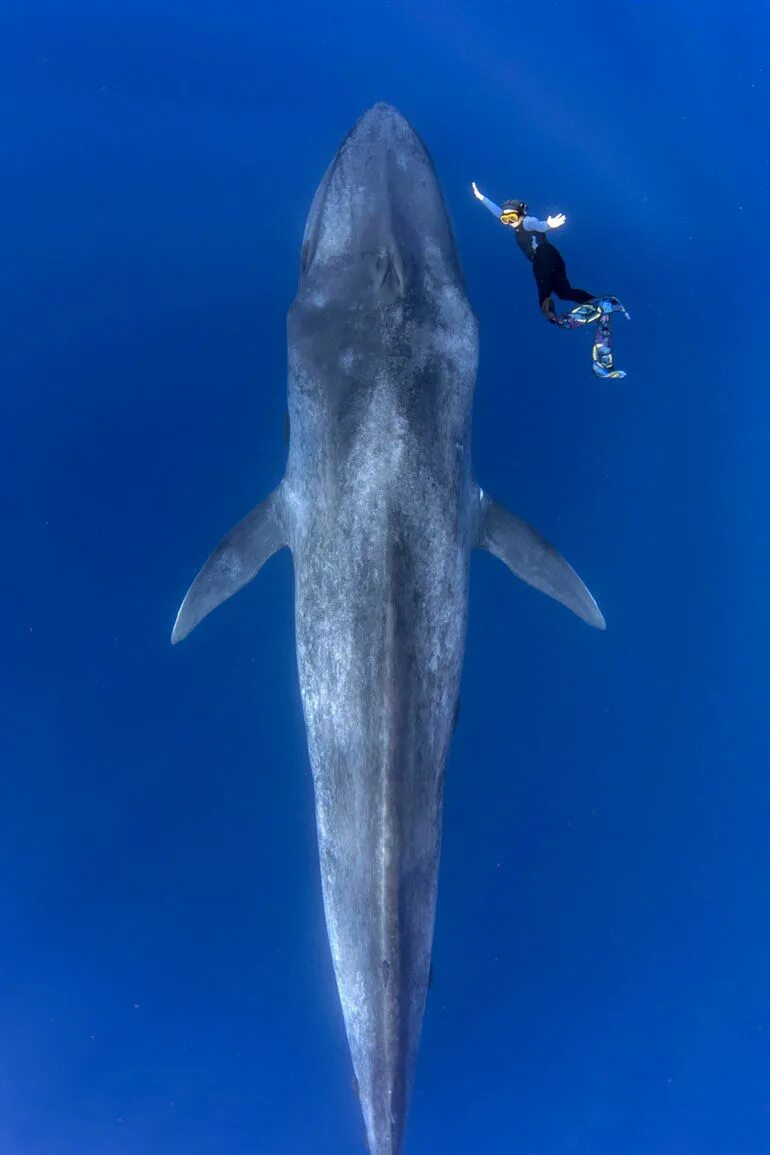 Кит самое большое млекопитающее. Синий кит. Самый большой кит. Самые большие киты в мире. Голубой кит.