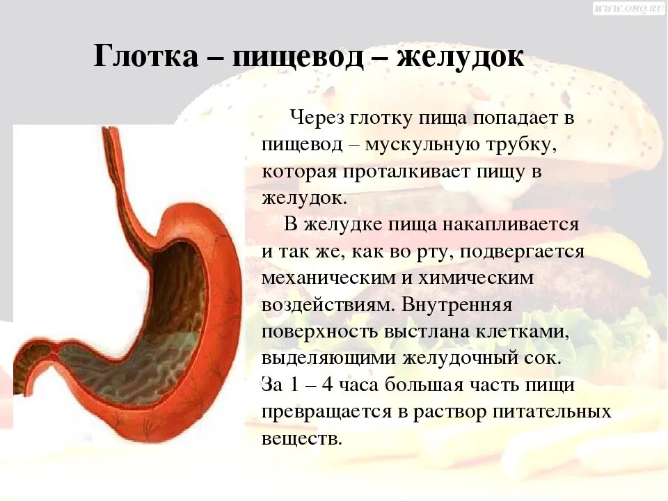 Еда застревает в пищеводе. Желудок переваривает пищу. Через что попадает пища в желудок. Пищеварительный сок желудка. Переваренная еда в желудке.