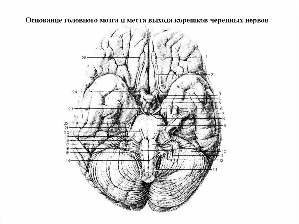 Основание головного мозга и места выхода Корешков черепных нервов. Черепные нервы нижняя поверхность головного мозга. Основание головного мозга и места входа Корешков черепных НЕРВОО. Топография Корешков черепных нервов на основании головного мозга. Мозг снизу