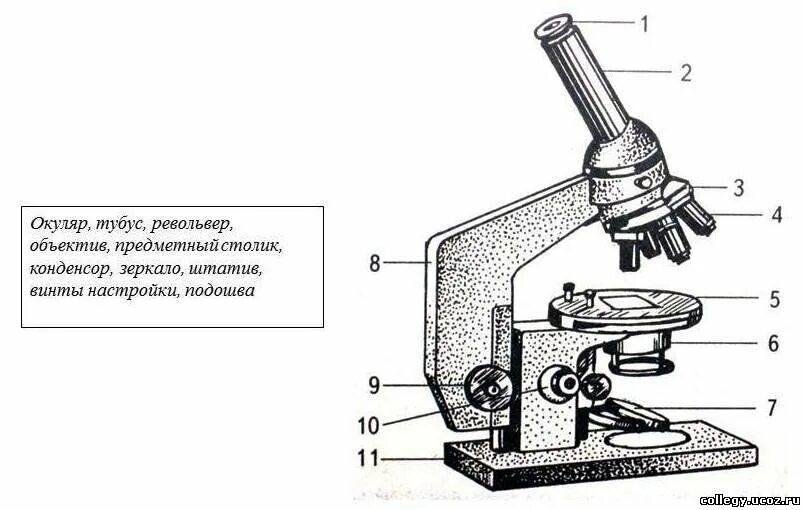 Световой микроскоп Биолам строение. Схема светового микроскопа. Схема светового биологического микроскопа. Световой микроскоп Биолам рисунок строение.