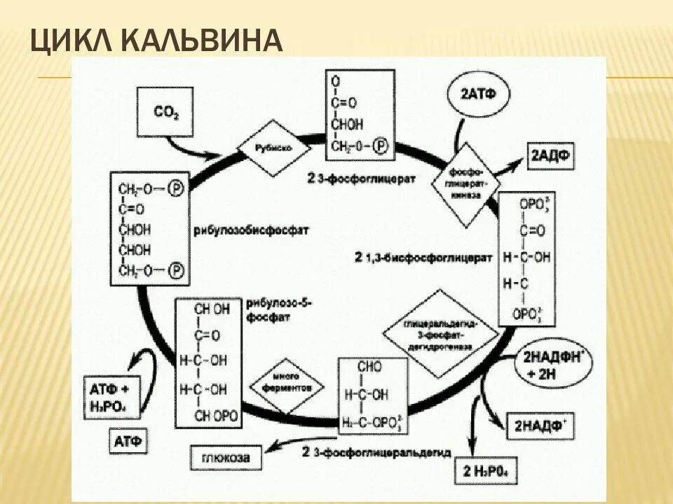 Цикл Кальвина схема. Цикл Кальвина с3 путь. С3 путь фотосинтеза цикл Кальвина. Цикл Кальвина в фотосинтезе. Источник углерода для растений образуется