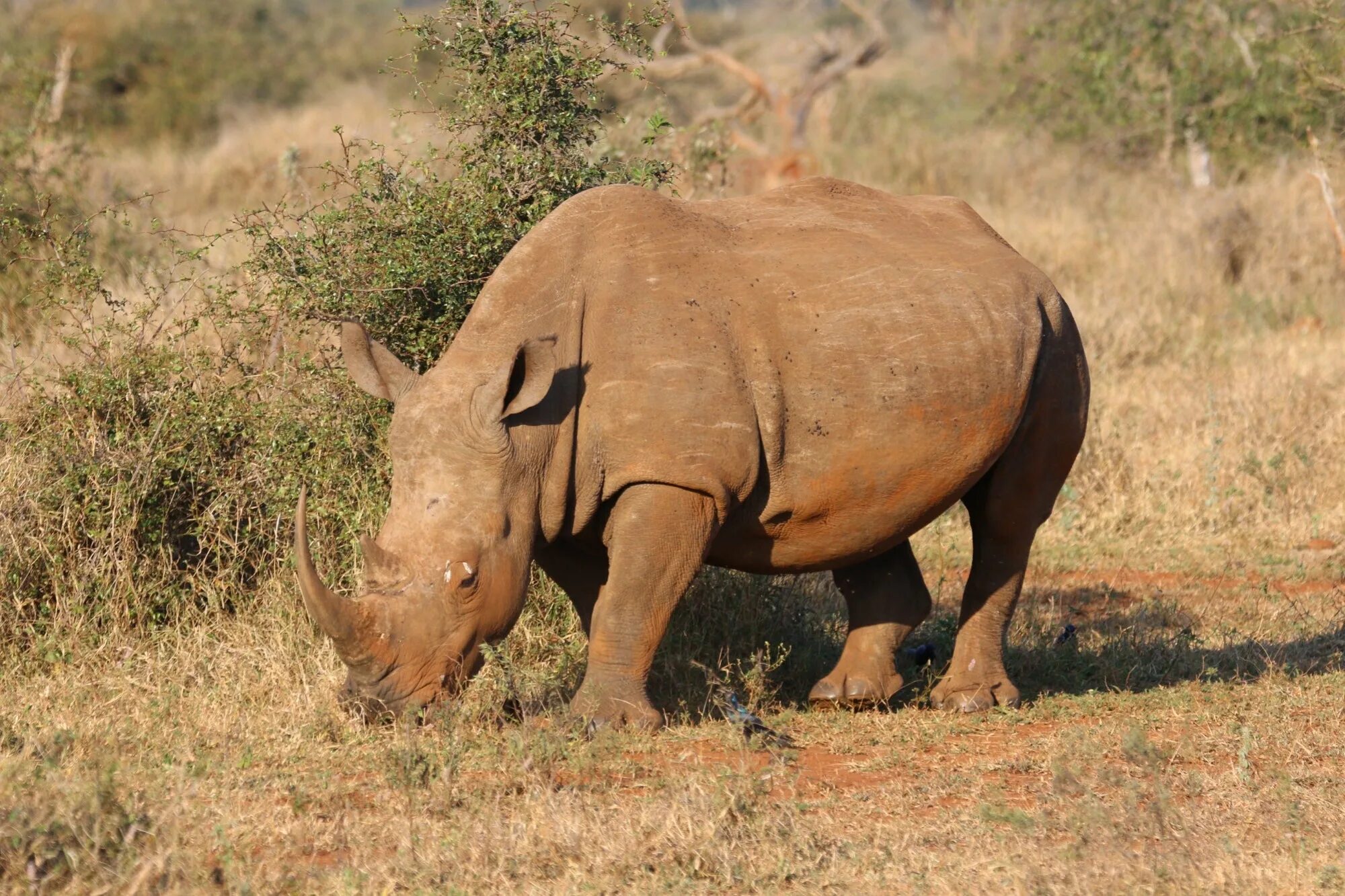 Африка Саванна носорог. Непарнокопытные индийский носорог. Африканский белый носорог. Камерунский черный носорог. Носорог природная зона