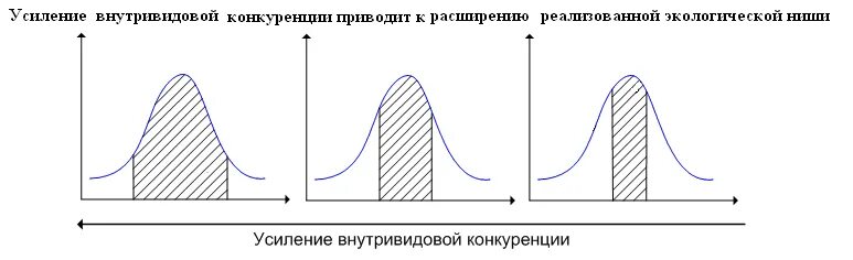 Экологическая ниша график. Закон конкурентного исключения Гаузе. Принцип конкурентного исключения Гаузе. Принцип Гаузе экология. Принцип конкурентного исключения