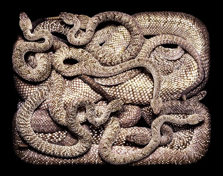 Увидеть много змей. Гвидо Мокафико змеиная коллекция. Змеи Гвидо Мокафико. Переплетенные змеи. Змеиный клубок.