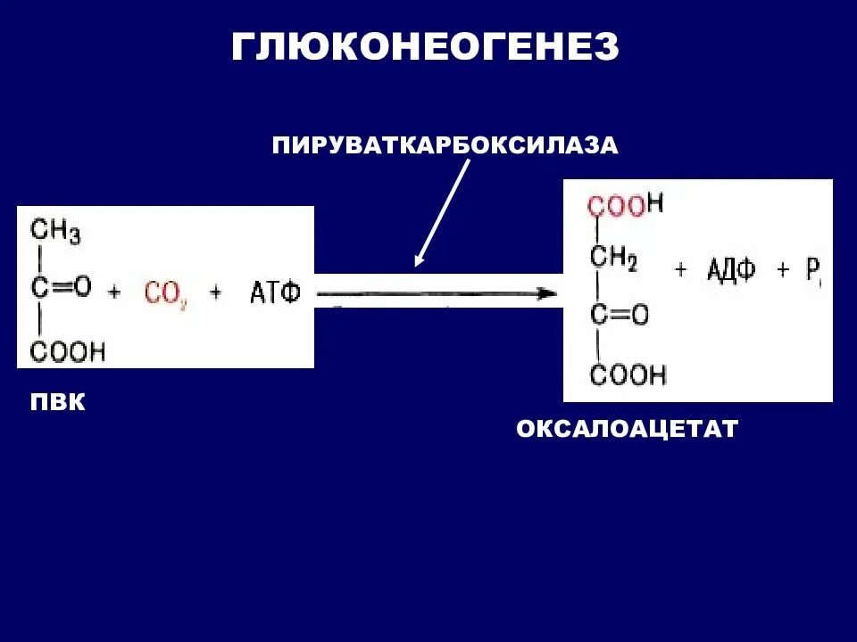 Пвк сколько атф. Пируваткарбоксилаза в гликолизе. Цикл кори глюконеогенез. Пируваткарбоксилаза глюконеогенез. Глюконеогенез биохимия пируваткарбоксилаза.