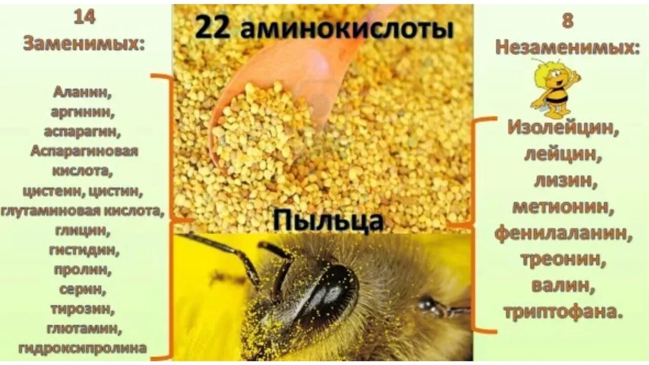 Список пыльца. Пыльца пчелиная. Продукты пчеловодства пыльца. Цветочная пыльца на пчеле. Пыльца пчелиная полезные свойства.