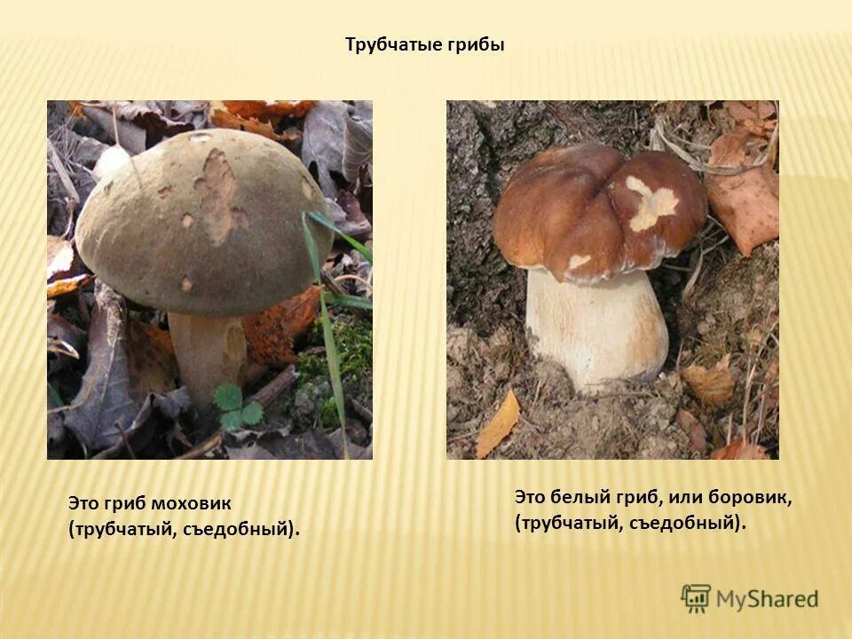 Белый гриб относится к трубчатым