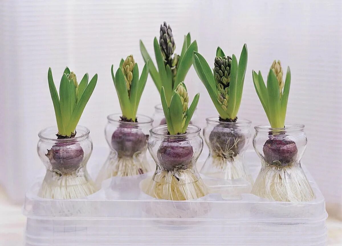 Сколько растут тюльпаны из луковиц в домашних. Луковица гиацинта. Луковичный цветок гиацинт.