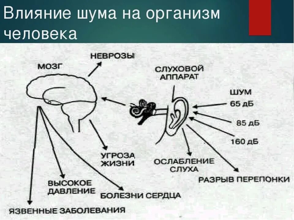 Влияние шумов на организм человека. Воздействие шума на организм человека. Вредное воздействие шума на организм человека. Влияние шума на организм человека. Звуки сна окружающий шум