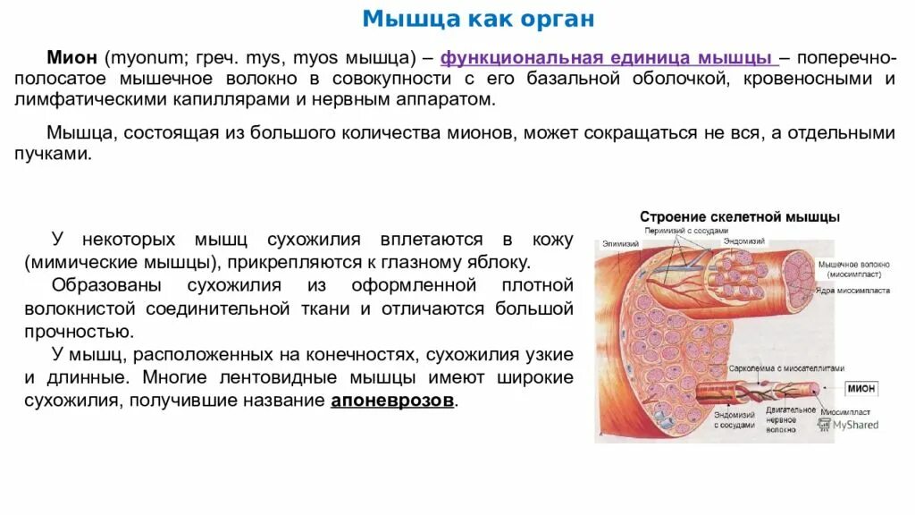 Мышечный каркас. Средняя мускулатура тело. Язык и искусственные знаковые системы. Анатомия референс мышцы. Глазодвигательные мышцы глаза строение.